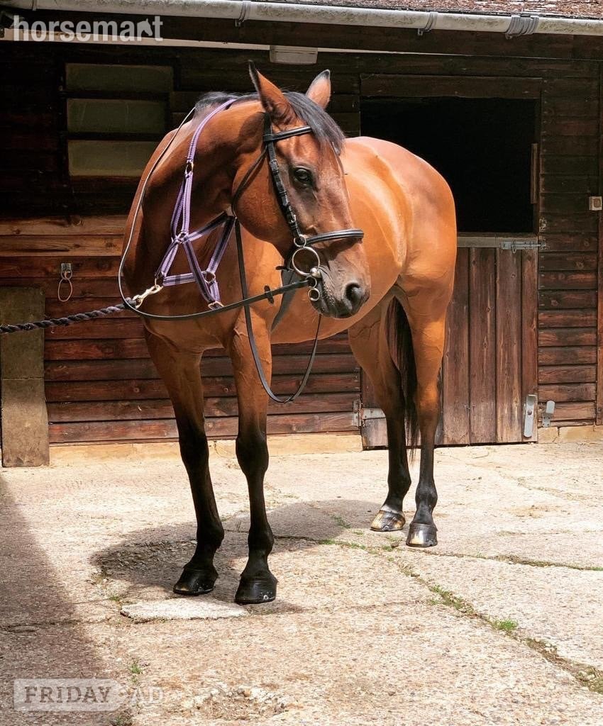 Jack - a much-loved family horse for full/part loan in Effingham