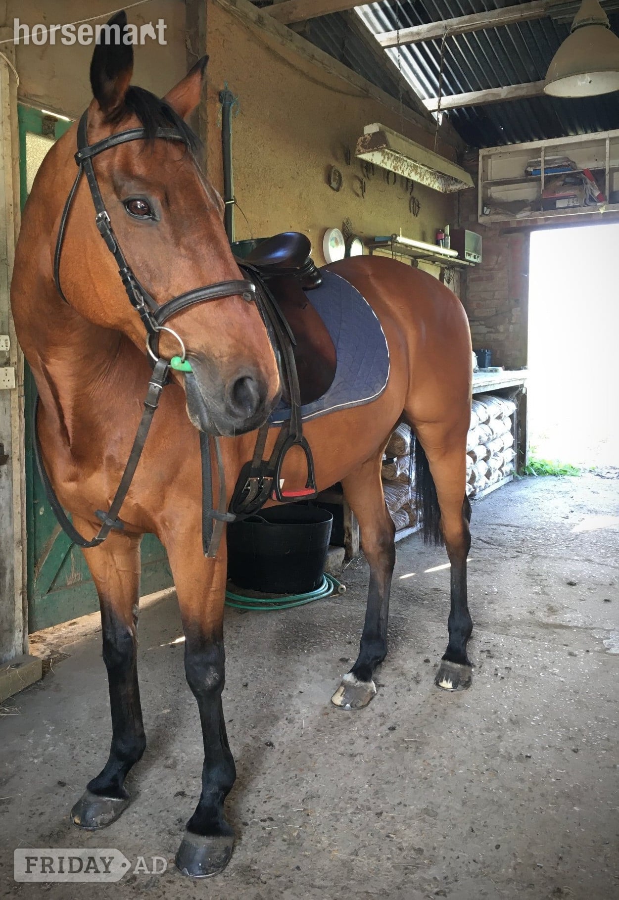 Jack - a much-loved family horse for full/part loan