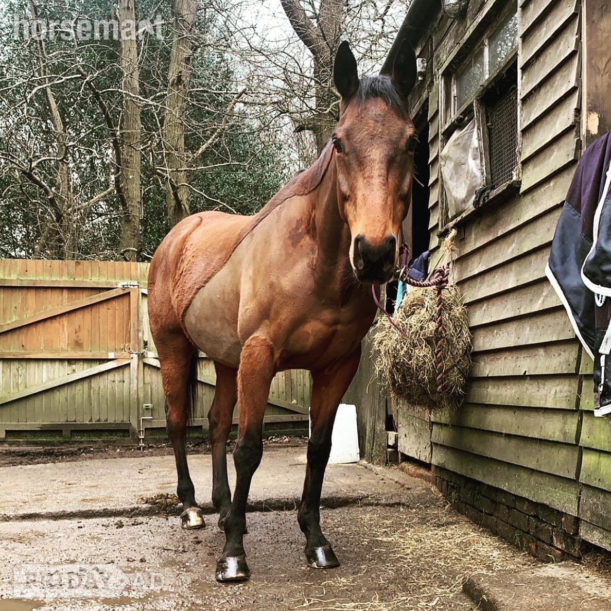 Effingham Jack - a much-loved family horse for full/part loan