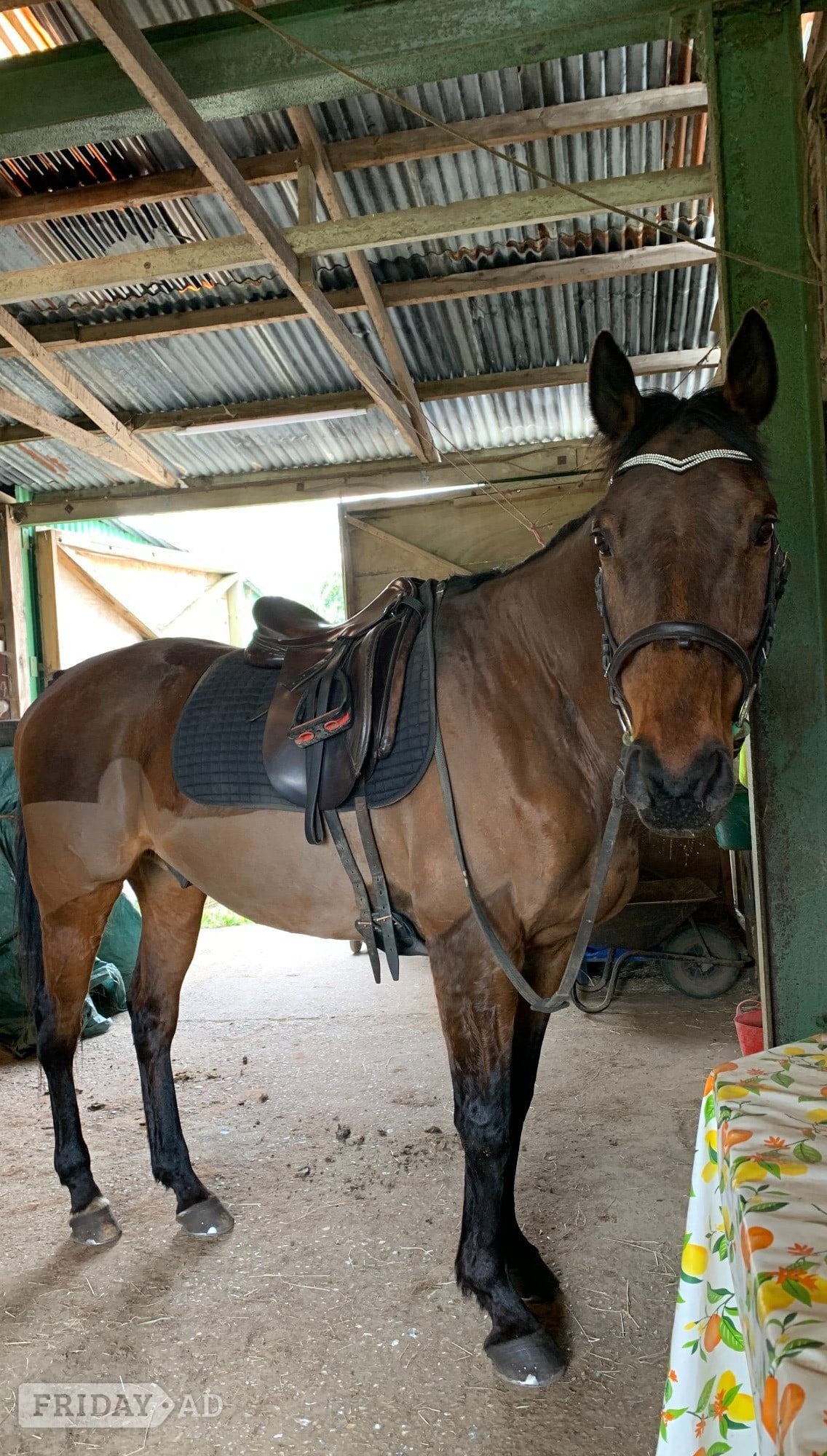 Jack - a much-loved family horse for full/part loan - Horses in Effingham