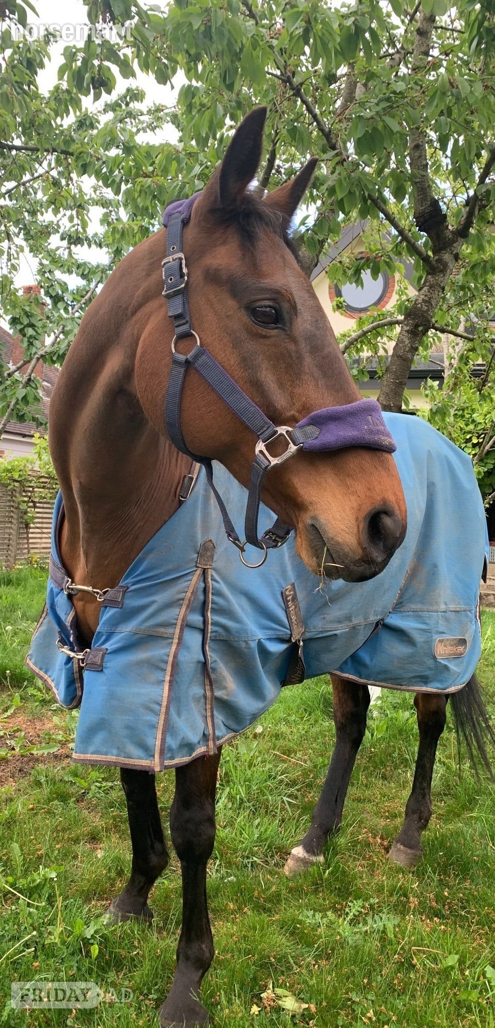 Jack - a much-loved family horse for full/part loan - Horses