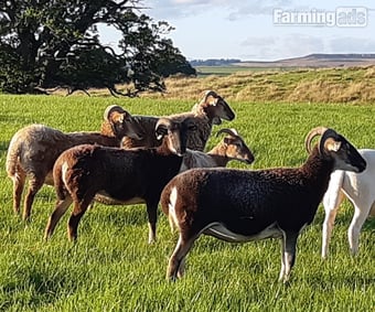 Wiltshire Horn cross sheep &amp; Starter Flocks