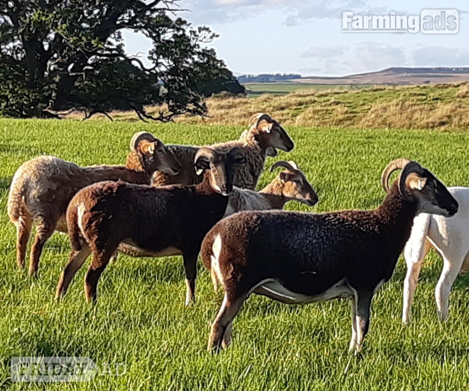 Wiltshire Horn cross sheep &amp; Starter Flocks in Wark
