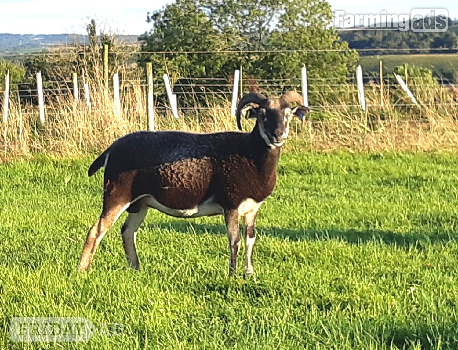 Wiltshire Horn cross sheep &amp; Starter Flocks
