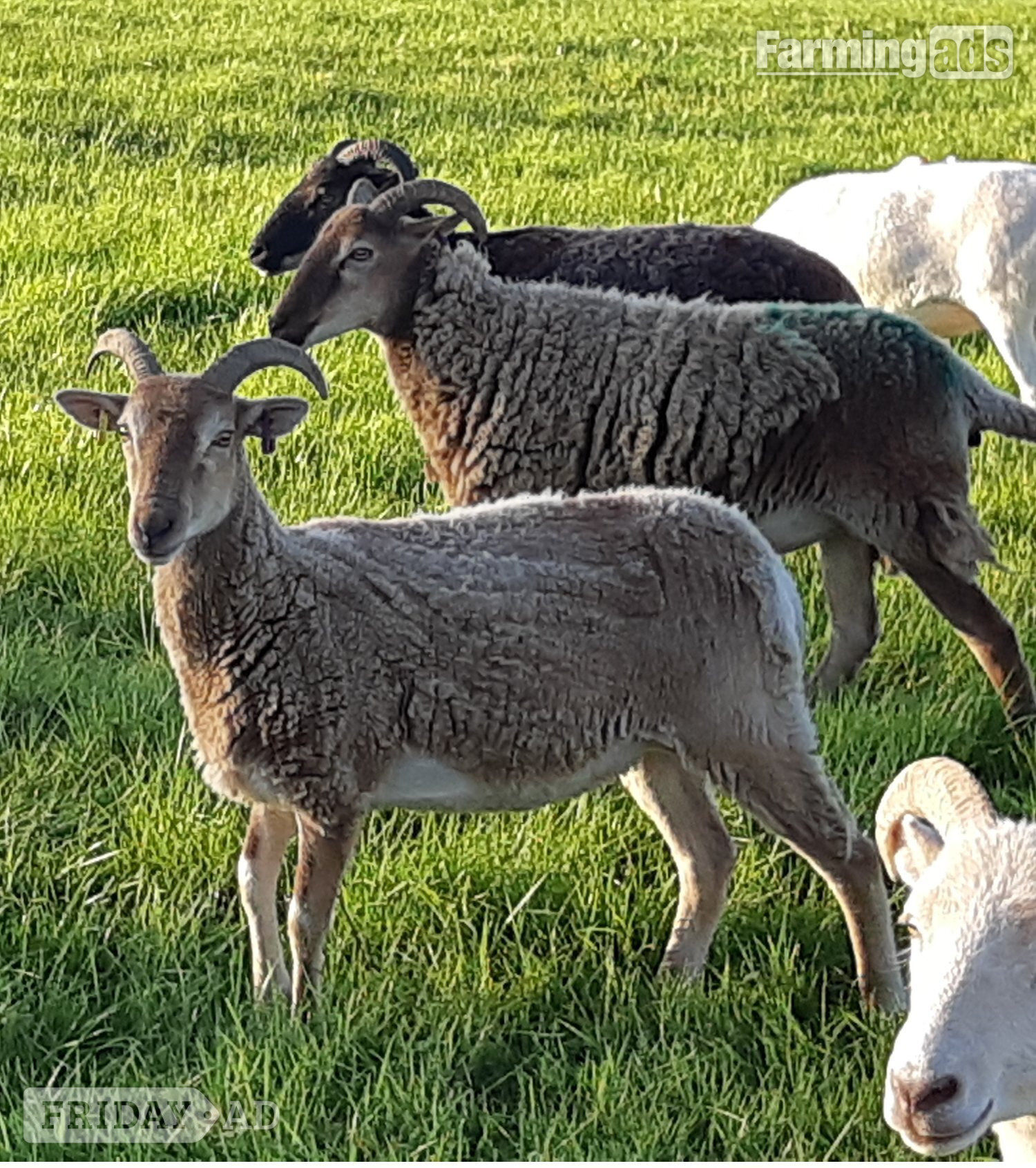 Wark Wiltshire Horn cross sheep &amp; Starter Flocks