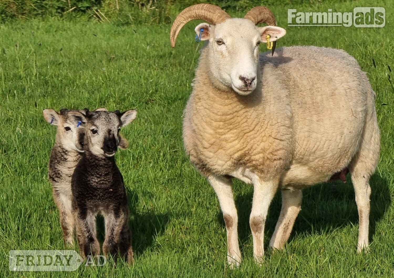 Wiltshire Horn cross sheep &amp; Starter Flocks - Livestock in Wark