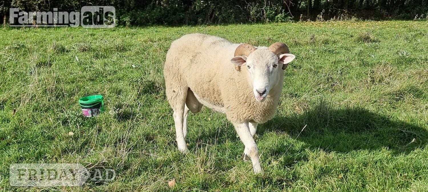 Wiltshire Horn cross sheep &amp; Starter Flocks - Livestock