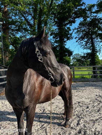 15hh Andalusian x Welsh B for loan/share