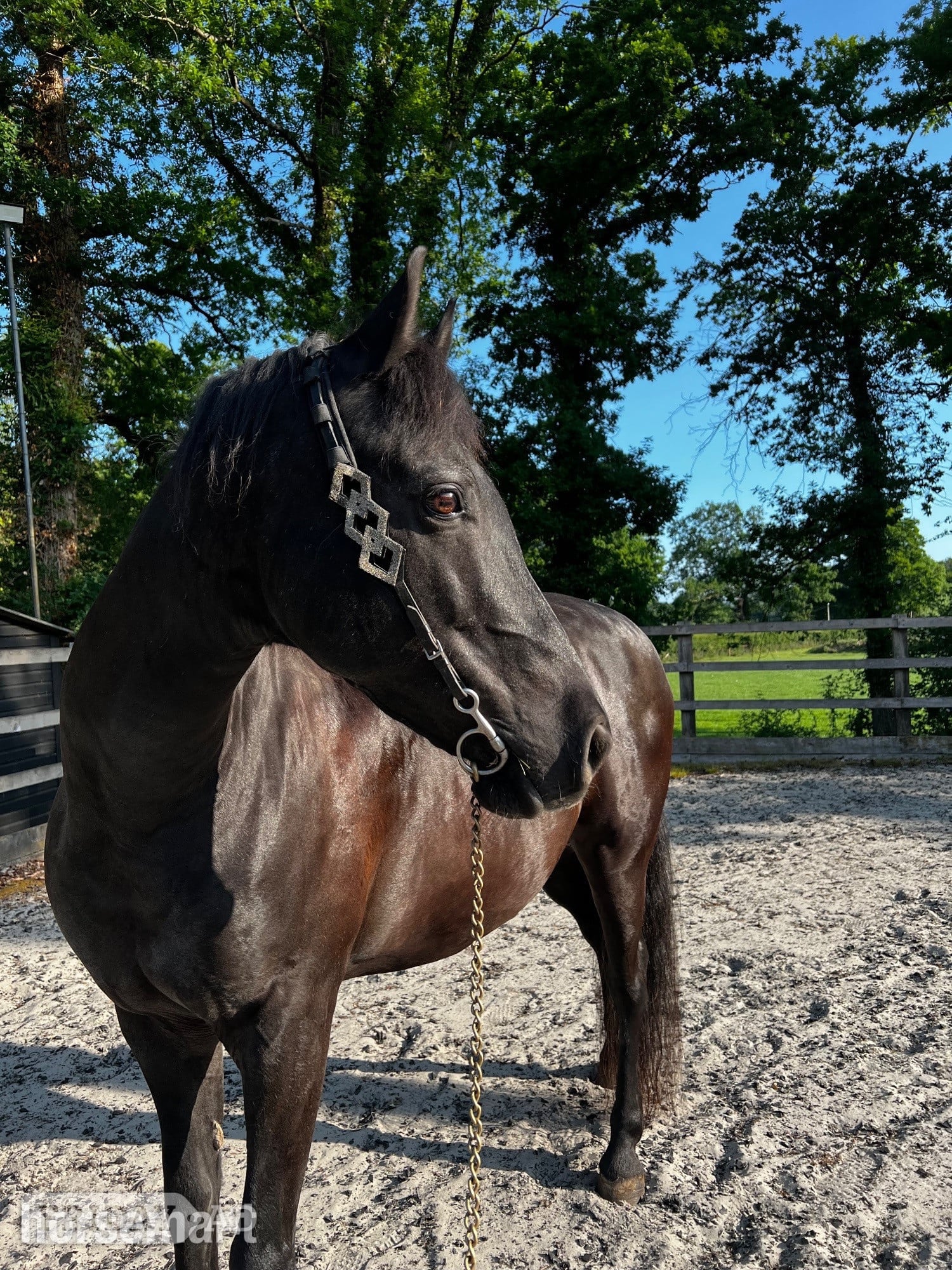 15hh Andalusian x Welsh B for loan/share in Pulborough