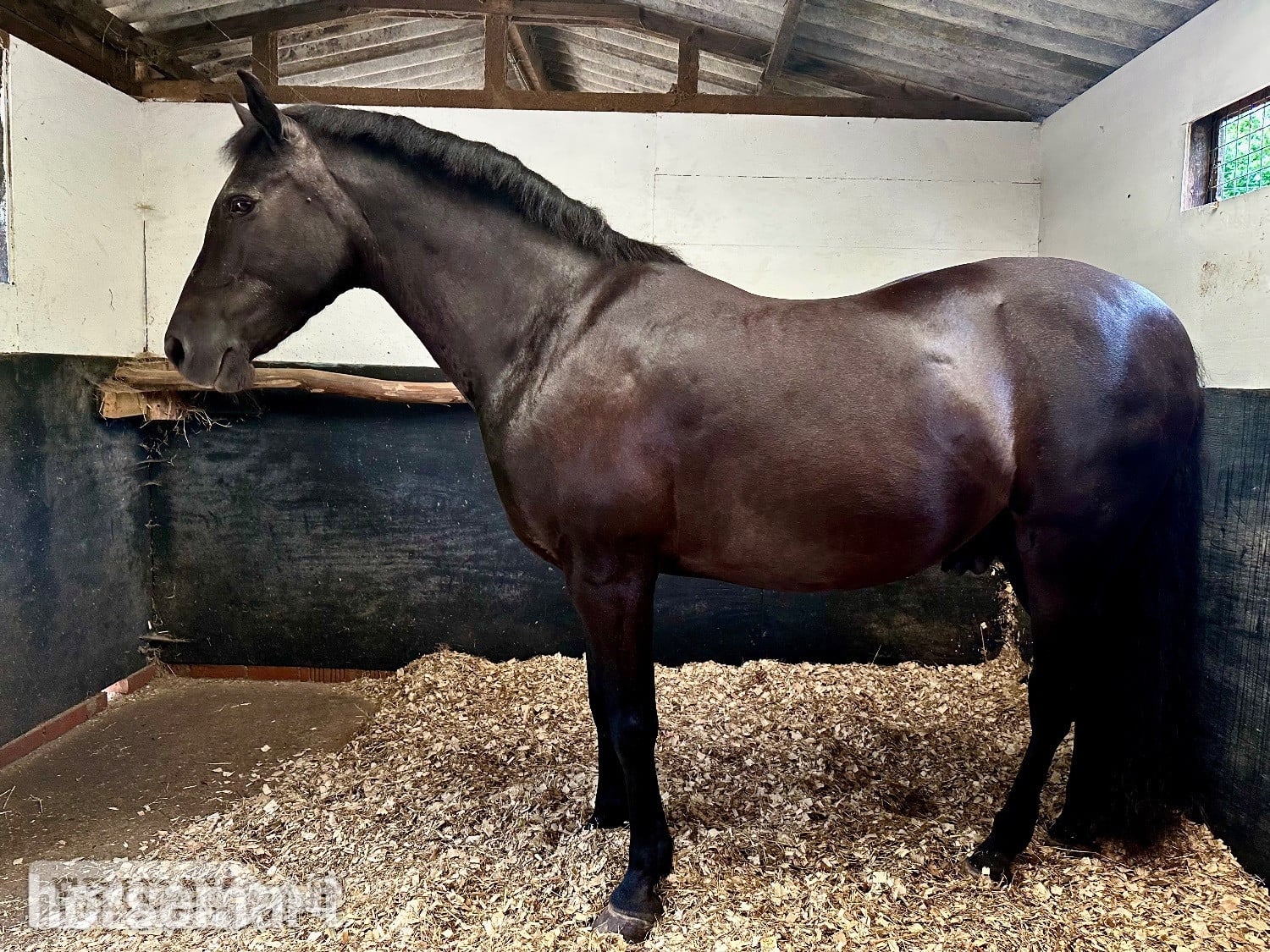 15hh Andalusian x Welsh B for loan/share