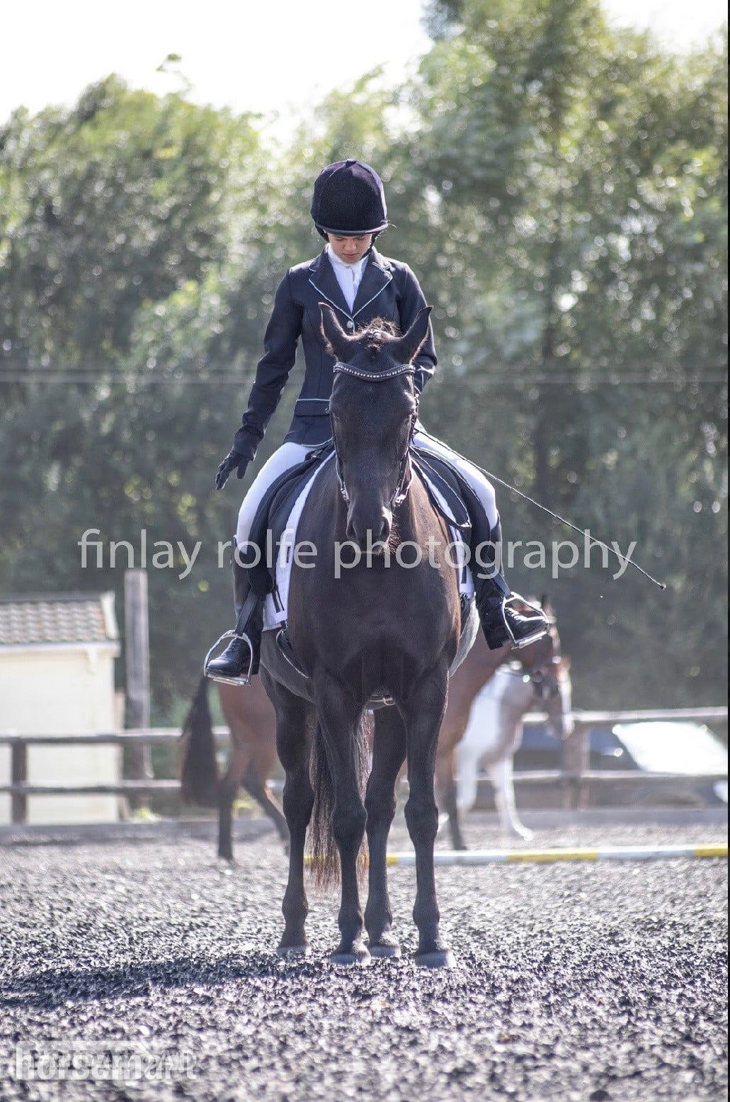 Pulborough 15hh Andalusian x Welsh B for loan/share