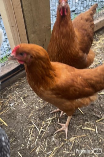 Pekin bantam bovan brown and black copper marans ,POL 