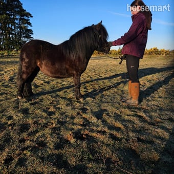 "ABERDYANT  WILLO BE " Black Filly Mountain & Moorland Pony