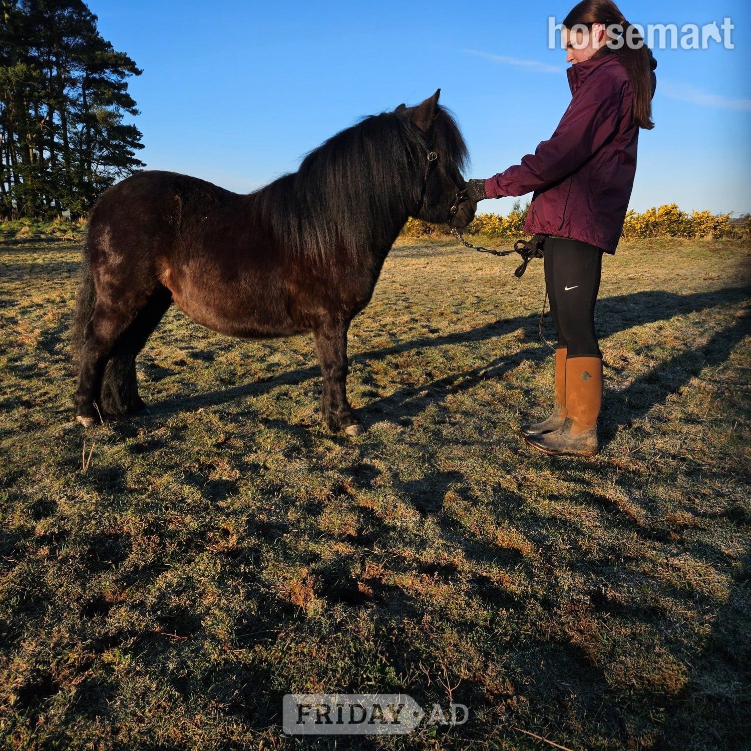 "ABERDYANT  WILLO BE " Black Filly Mountain & Moorland Pony in Acton Round
