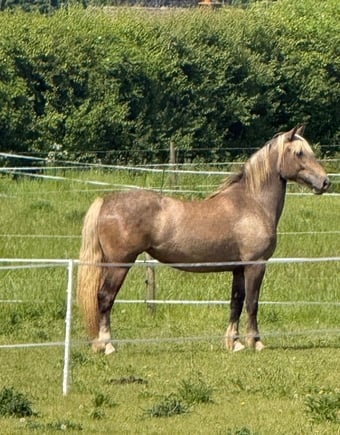 "Bramble "  Mare All Rounder