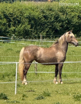 "Bramble "  Mare All Rounder