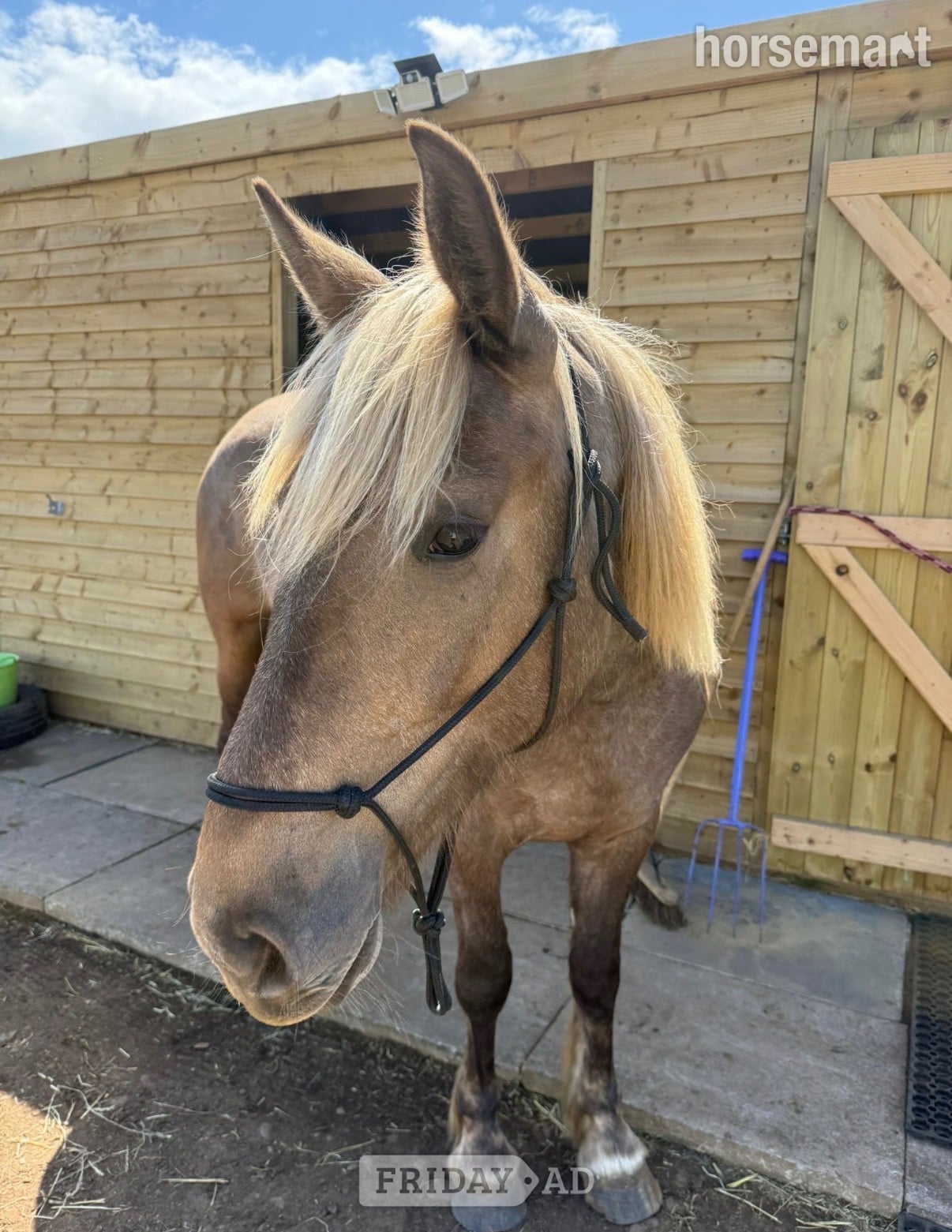 Doncaster "Bramble "  Mare All Rounder