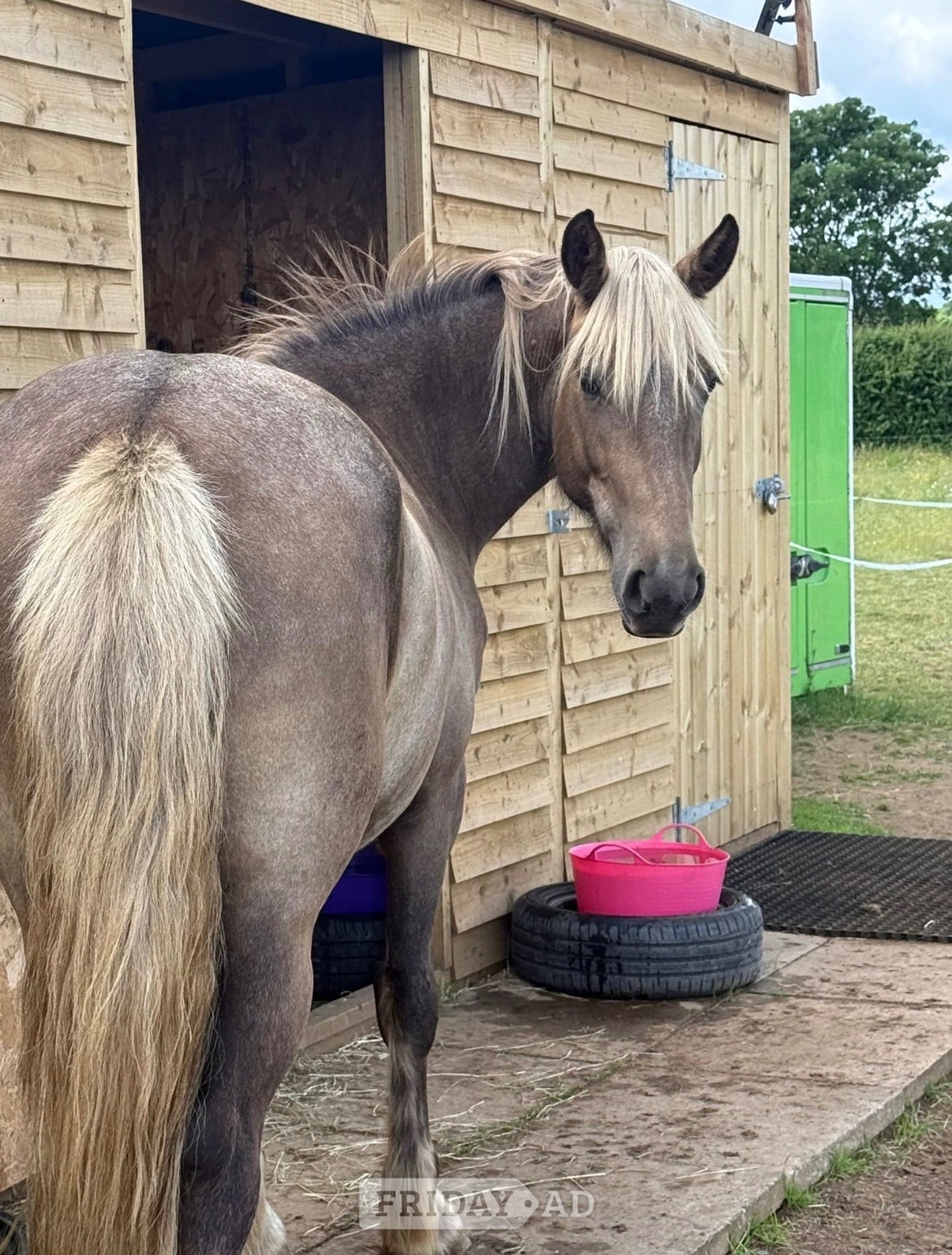 "Bramble "  Mare All Rounder - Horses in Doncaster