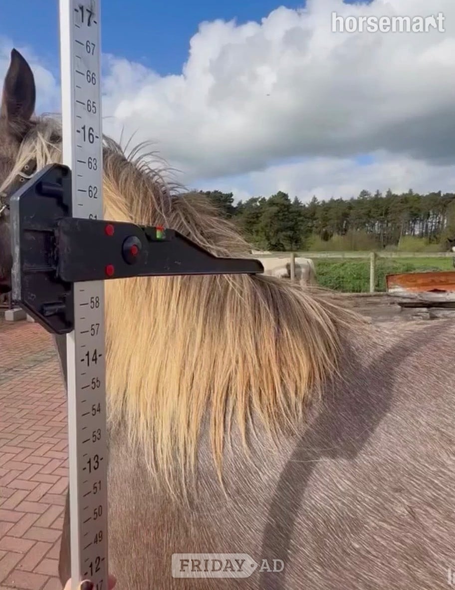 "Bramble "  Mare All Rounder - Horses