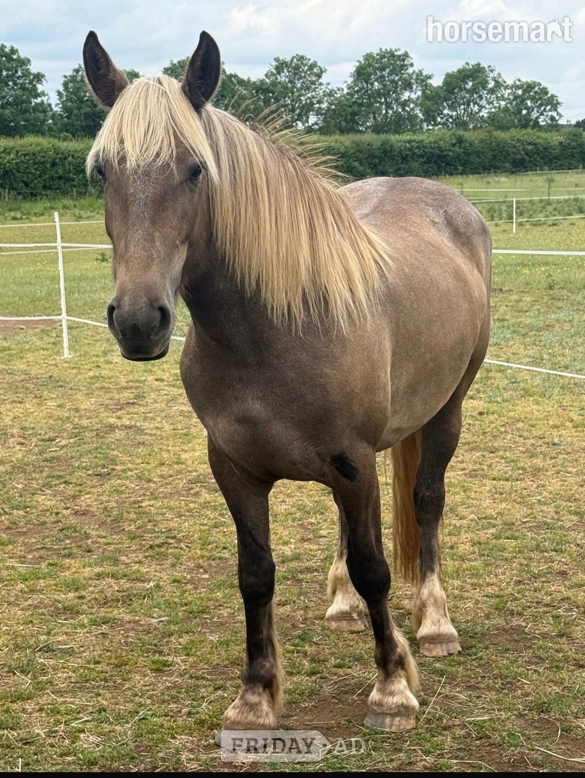 "Bramble "  Mare All Rounder