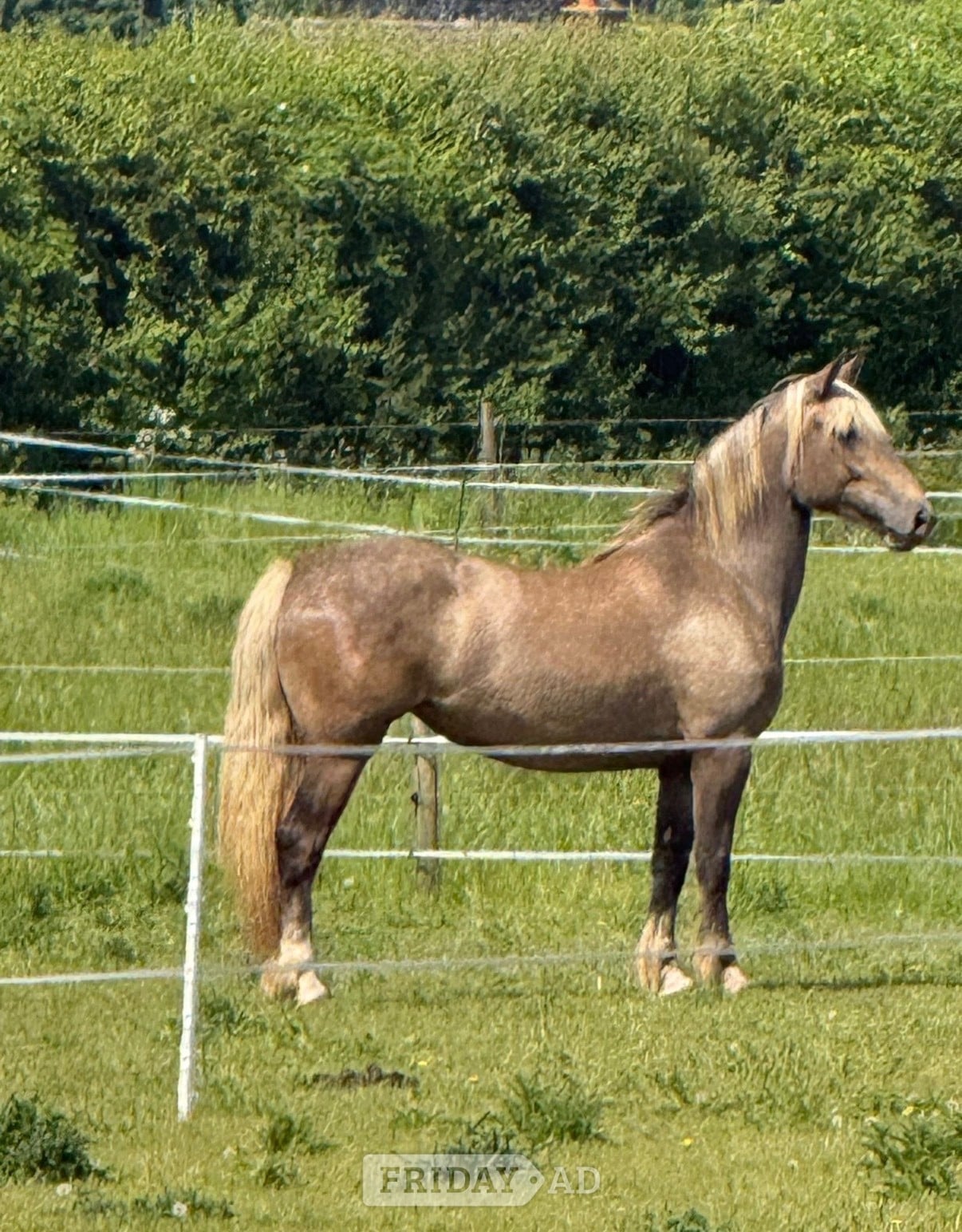 "Bramble "  Mare All Rounder in Doncaster