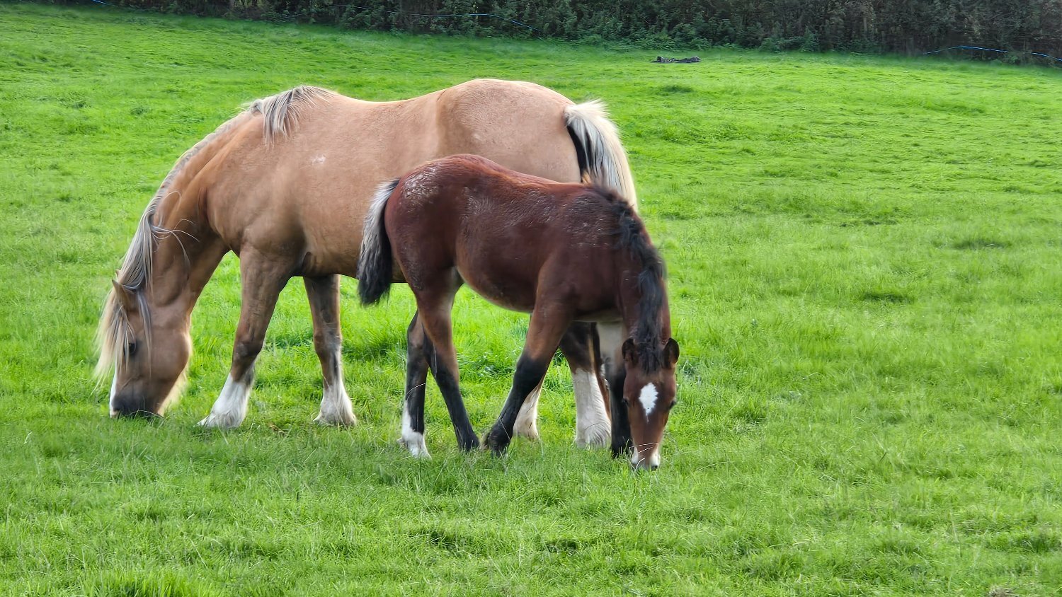 "Dyffryn Cothi Lleuad Mefis " Bay Filly Youngstock / Foal