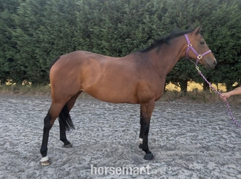 "Bailey" Bay Mare Ex Racehorse