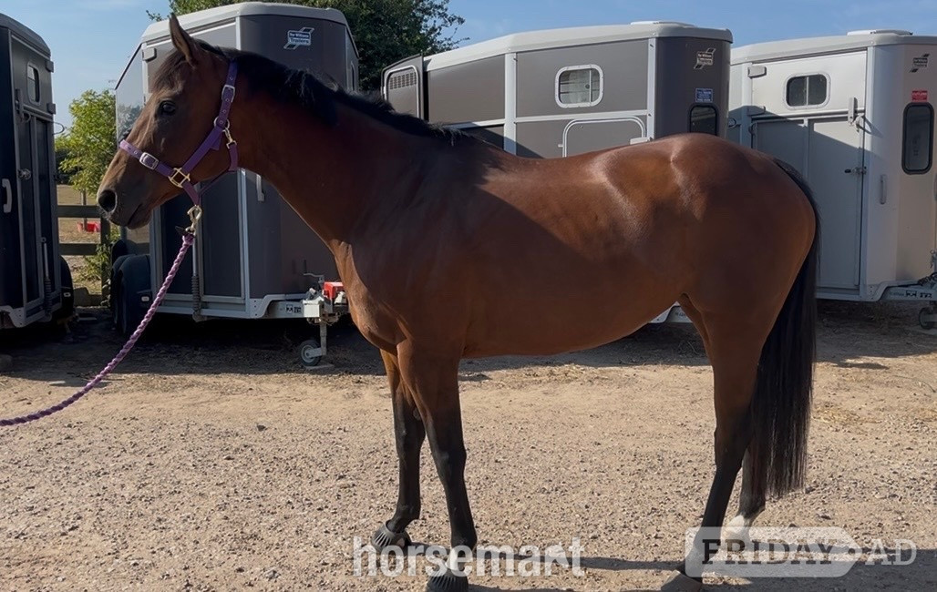 "Bailey" Bay Mare Ex Racehorse