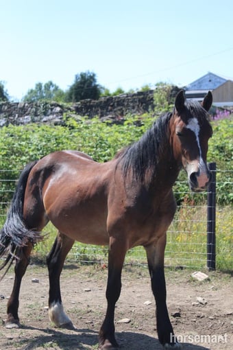 "Gino" Bay Gelding Youngstock / Foal