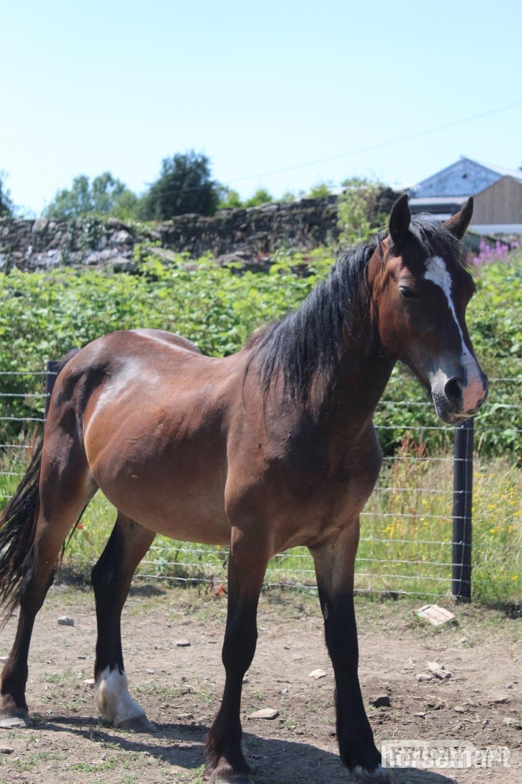 "Gino" Bay Gelding Youngstock / Foal