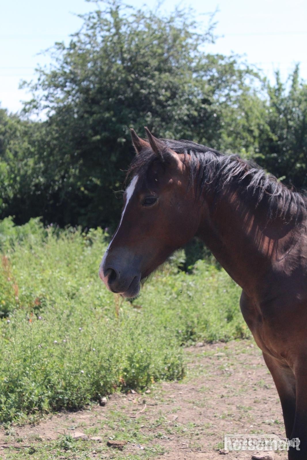 "Gino" Bay Gelding Youngstock / Foal - Horses in Caerphilly