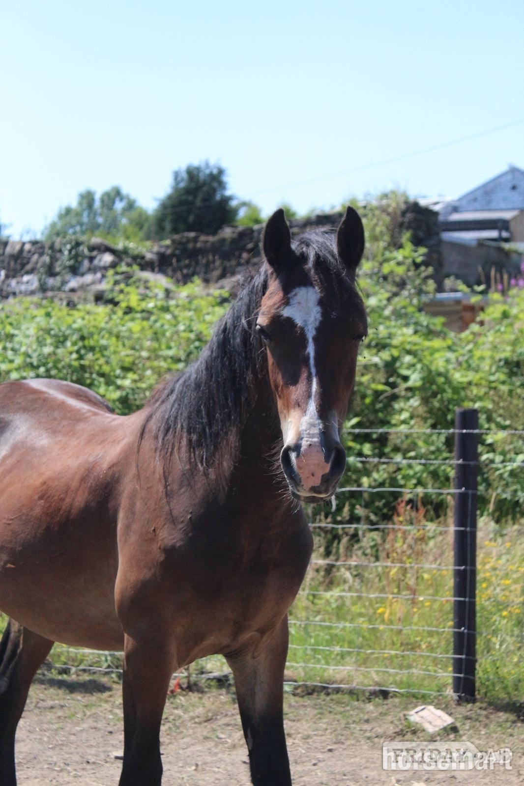 "Gino" Bay Gelding Youngstock / Foal - Horses