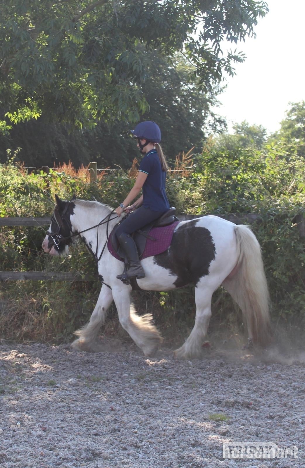 "Moo" Piebald Mare Lead Rein/First Ridden Pony