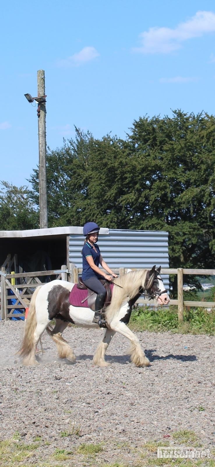 "Moo" Piebald Mare Lead Rein/First Ridden Pony - Horses in Caerphilly