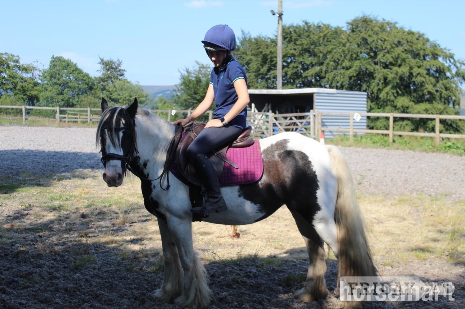 "Moo" Piebald Mare Lead Rein/First Ridden Pony - Horses