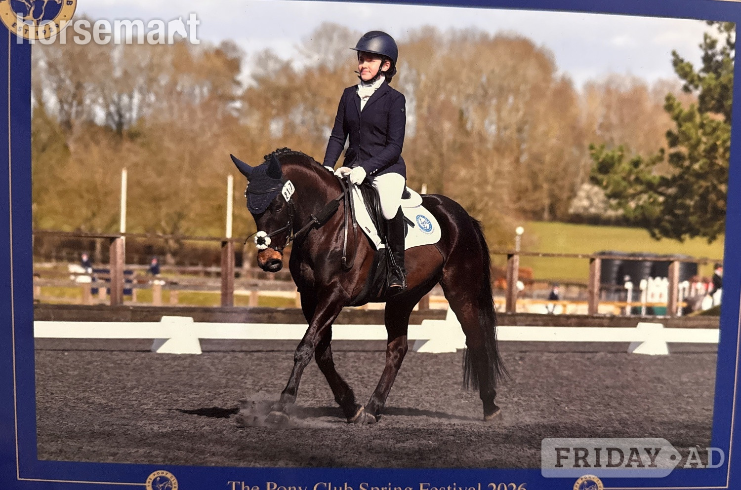 "Flash " Bay Gelding Dressage Horse in Chipping Sodbury