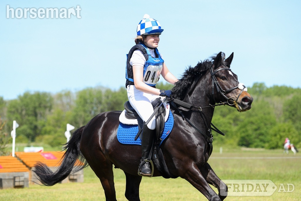 "Flash " Bay Gelding Dressage Horse