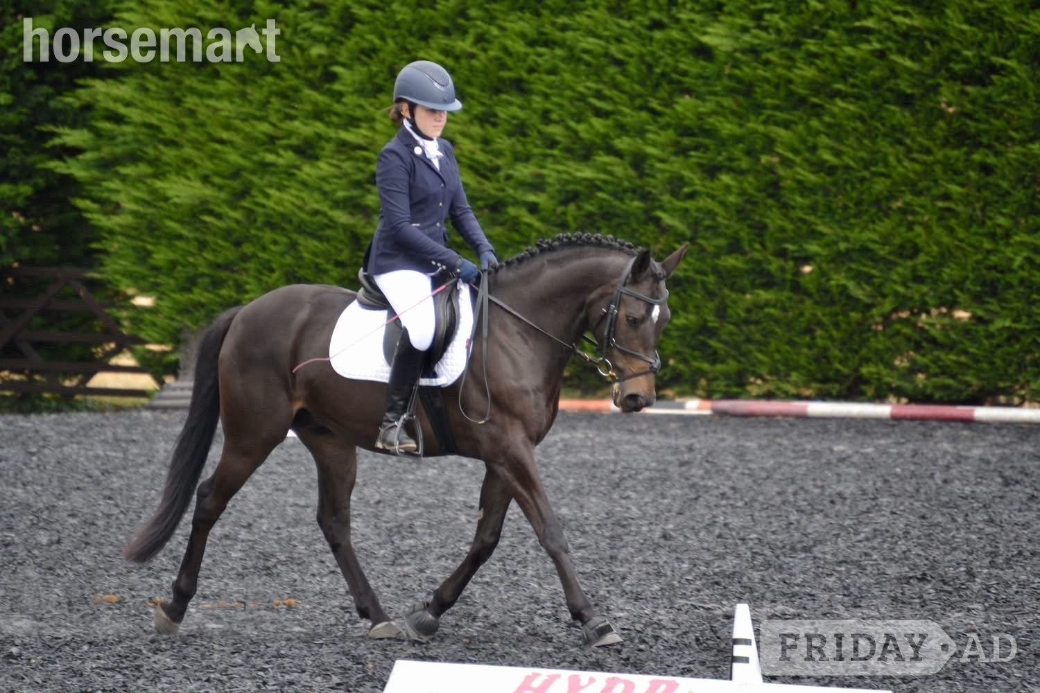 Chipping Sodbury "Flash " Bay Gelding Dressage Horse