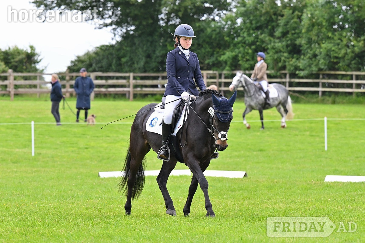 "Flash " Bay Gelding Dressage Horse - Horses in Chipping Sodbury