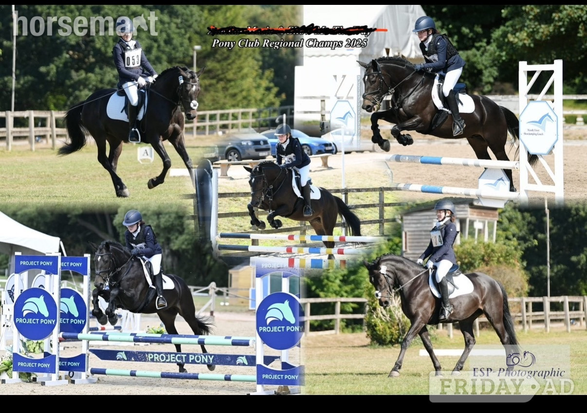"Flash " Bay Gelding Dressage Horse - Horses
