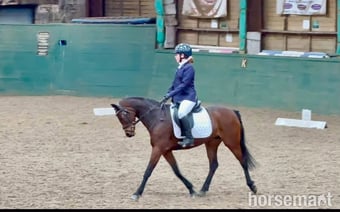 "Dolly " Bay Mare All Rounder