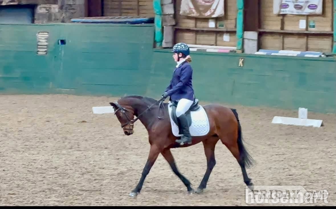 "Dolly " Bay Mare All Rounder in Leeds