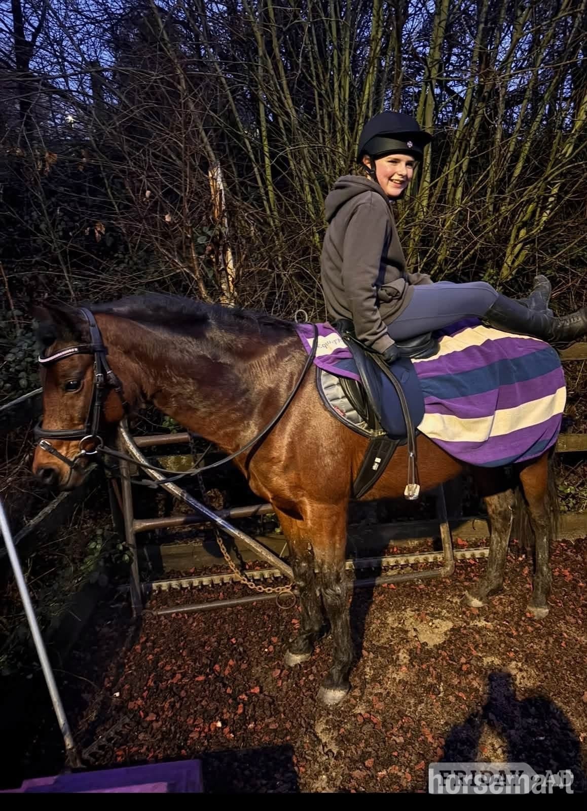 "Dolly " Bay Mare All Rounder