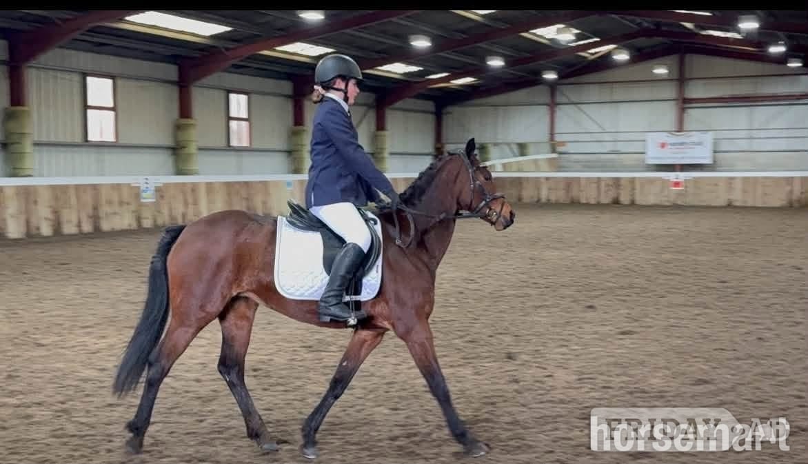 "Dolly " Bay Mare All Rounder - Horses
