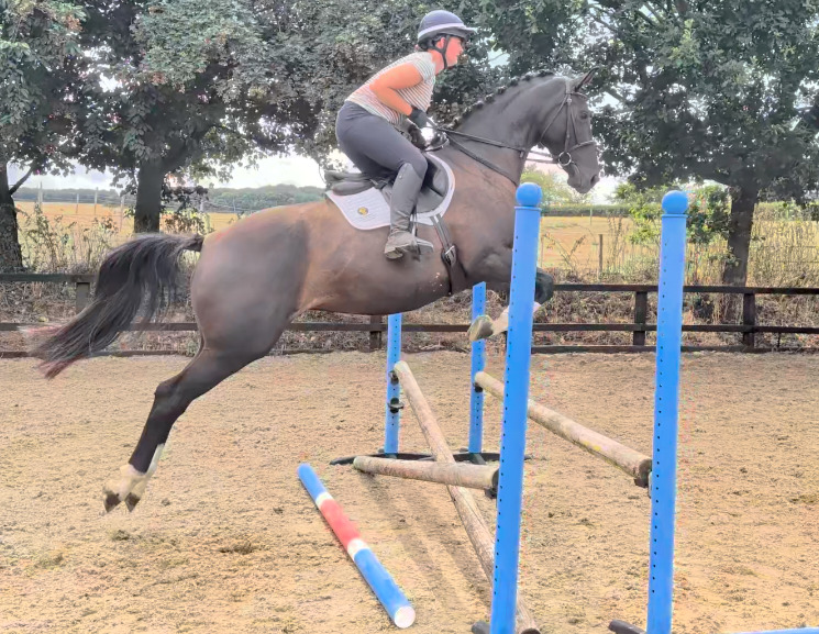 "SPS Magneticia" Dark Bay Gelding Young Sport Horse