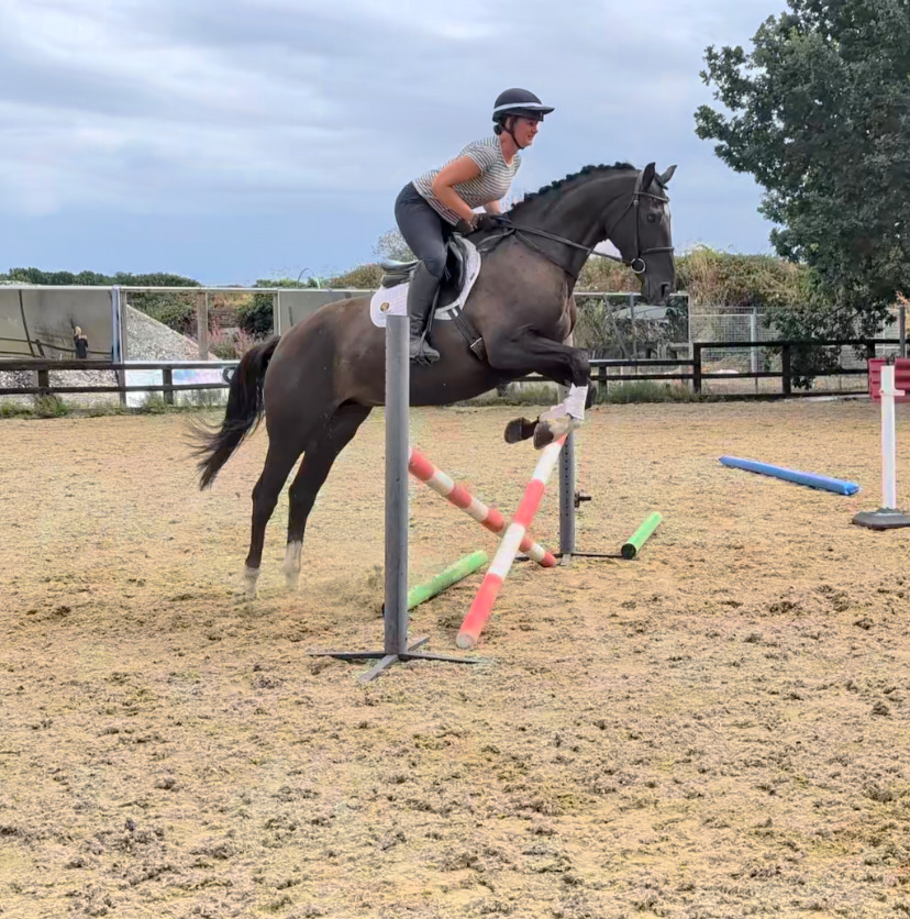 Pontefract "SPS Magneticia" Dark Bay Gelding Young Sport Horse