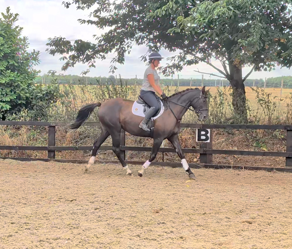"SPS Magneticia" Dark Bay Gelding Young Sport Horse - Horses in Pontefract