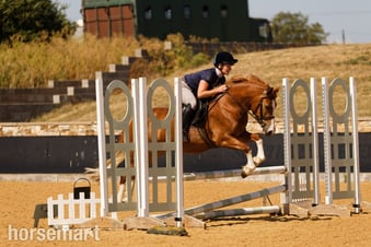 "Annod Purdy Queen" Chestnut Mare Pony Club Pony
