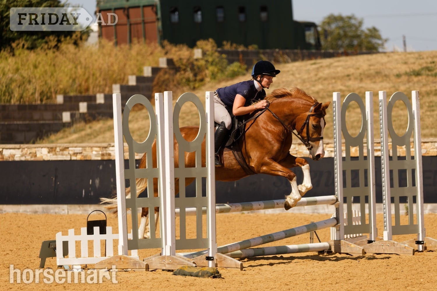 "Annod Purdy Queen" Chestnut Mare Pony Club Pony in Rugby