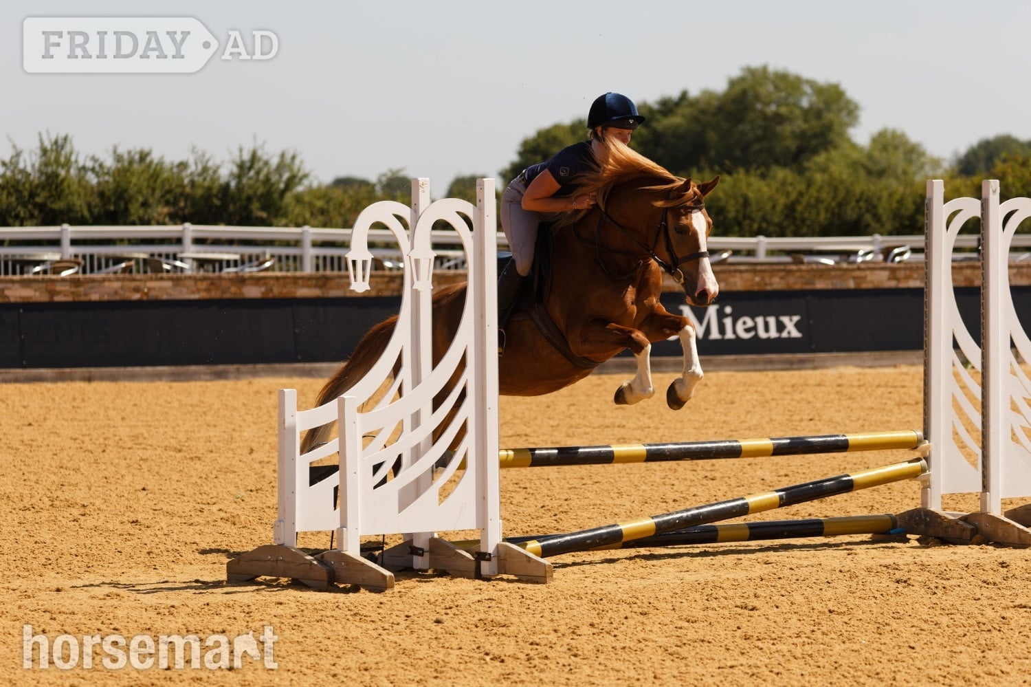 "Annod Purdy Queen" Chestnut Mare Pony Club Pony